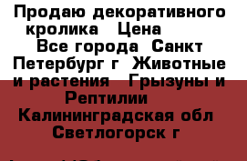 Продаю декоративного кролика › Цена ­ 500 - Все города, Санкт-Петербург г. Животные и растения » Грызуны и Рептилии   . Калининградская обл.,Светлогорск г.